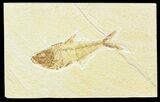 Bargain Diplomystus Fossil Fish - Wyoming #45574-1